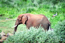 Susan's Story, an elephant at the arc