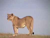Photo from Susan's Story, a solitary female lion we saw hunting