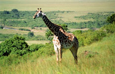 Susan's Story,a giraffe we saw today 