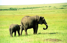 Susan's Story, an elephant with its baby that we saw today