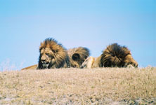 Susan's Story, some lazy male lions