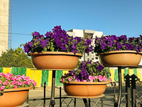 Susan's Story, the flowers the president of Ethiopia planted