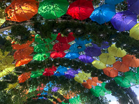 Susan's Story, umbrellas at Miracle Garden