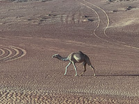 Susan's Story, a camel in the desert near Dubai