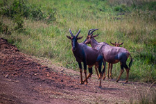 Jackson Hartebeest that we saw today