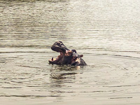 Susan's Story, a hippo yawns in Lake Mburo