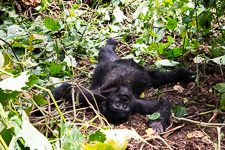 Susan's Story, a 2-year old mountain gorilla putting on a show for Susan