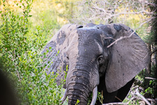 an elephant we saw today on safari