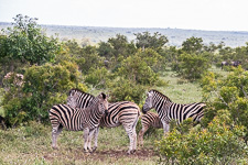 Zebras we saw today on safari