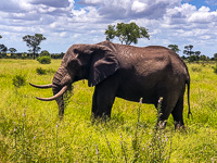 Susan's Story, an elephant we saw today on safari