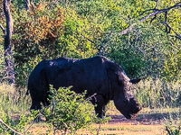 the rhino we saw today