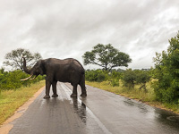 an elephant in the road today