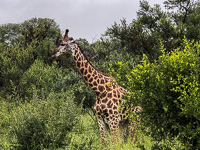 Susan's Story, a giraff we saw today on our safari