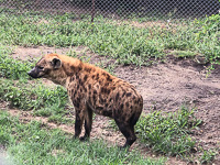 a hyena we saw at Moholoholo Animal Rehabilitation Center