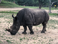 Susan's Story, a rhino we saw at the Hoedspruit Endangered Species Center