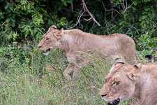 two of the lions we saw today in Kruger