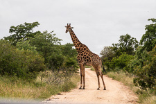 Susan's Story, a giraffe we saw today in Kruger