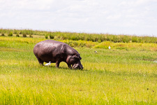 a hippo we saw today