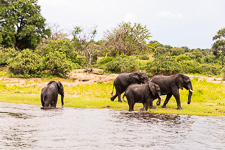 Susan's Story, elephants we saw today