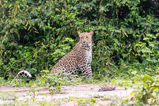 Susan's Story, a leopard we saw today