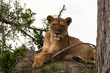 the first female lion we saw today