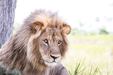 Susan's Story, the second male lion we saw today