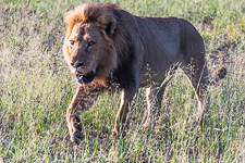 a male lion we saw today