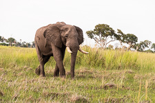Susan's Story, an elephant we saw today