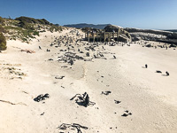 Susan's Story, the penguin colony at Simon Town