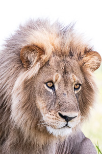 Susan's Story, A big male lion we saw in the Okavango Delta of Botswana