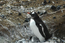 Photo from Susan's Story, a penguin we saw up close and personal