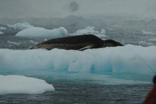 Photo from Susan's Story, a leopard seal on an iceberg