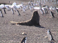 Susan's Story, a seal and a lot of penguins