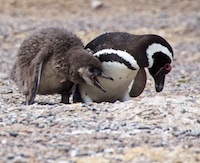 Photo from Susan's Story, Two megellanic penguin chicks at Punta Tombo rookery