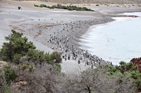 Susan's Story, Megellanic penguins on the beach at Punta Tombo rookery in Patagonia