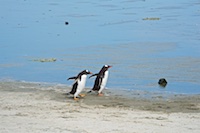 Susan's Story, Some gentoo penguin chicks at Bluff Cove