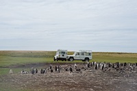 Photo from Susan's Story, On our Land Rover trek we came across these gentoo and king penguins near the show