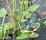 We saw this beautiful Purple Gallinule in the Everglades
