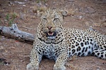 Motswari Private Game Reserve. Photo from Susan's Story, A leopard we saw