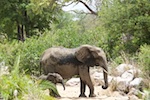 Motswari Private Game Reserve. Susan's Story, Elephants we saw