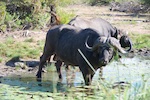 Motswari Private Game Reserve. Susan's Story, A cape buffalo we saw
