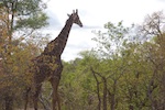 Photo from Susan's Story, a giraffe we saw