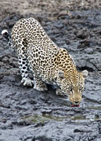Susan's Story, A leopard we saw at Motswari Private Game Reserve