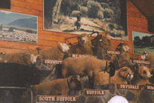 Photo from Susan's Story, the different kinds of sheep in New Zealand, a display