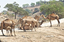 Photo from Susan's Story, camels we saw in Oman