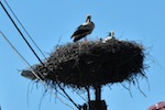 Photo from Susan's Story, Europe 2018, Storks and their chicks are common in this region of Poland