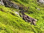 Photo from Susan's Story, Europe 2018, A reindeer we saw near Hammerfest, Norway