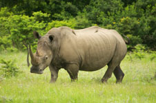 Photo from Susan's Story, a rhinoceros we saw
