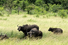 Photo from Susan's Story, water buffalo at the game reserve
