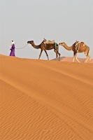 Susan's Story main heading picture, A camel caravan on the Sahara Desert in Morocco